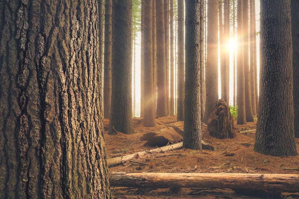 Mystical Sunlit Forest Mural Wallpaper: Woodland Nature Décor in Brown Tones