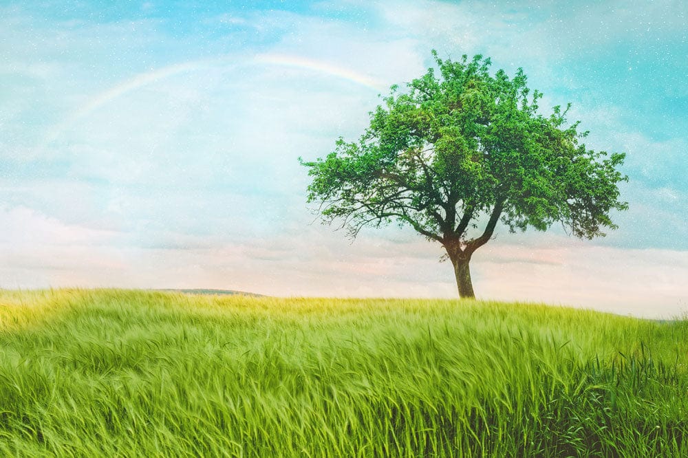 Lonely Tree & Rainbow Wallpaper Mural