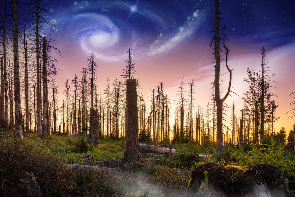 Mystical Galaxy Forest Sunset Mural Wallpaper in Purple and Blue Tones