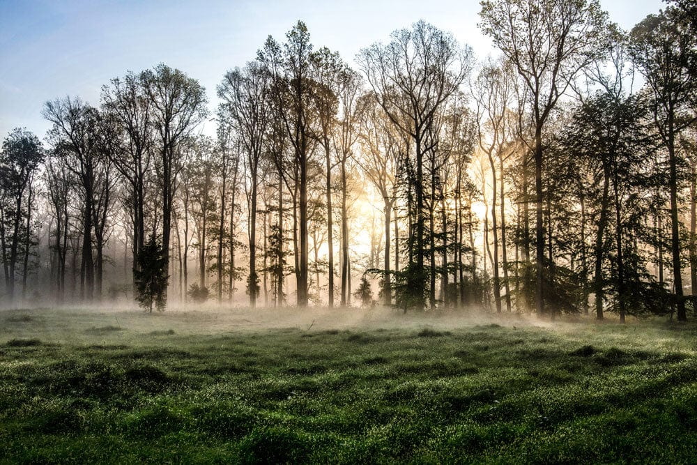 Enchanted Woodland Sunrise Mural Wallpaper - Serene Natural Landscape Scene
