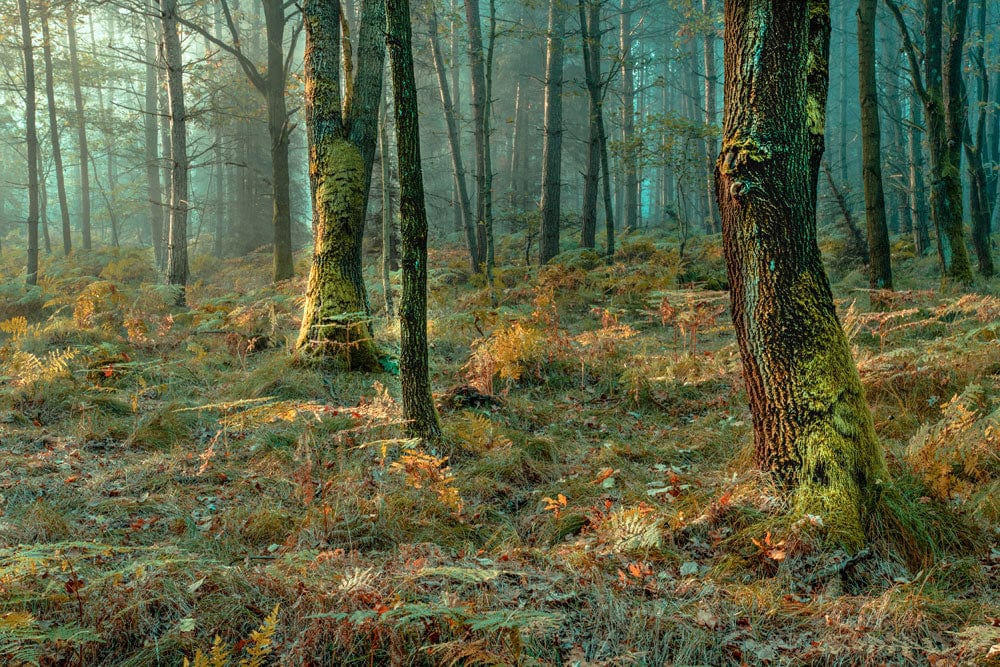Misty Woodland Retreat: Serene Green Forest Mural Wallpaper Design