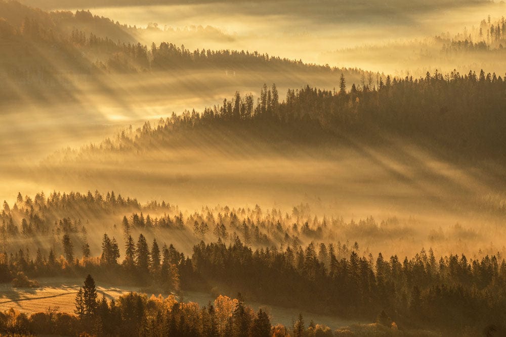 Golden Misty Forest Sunrise Landscape Mural Wallpaper - Nature Inspired Décor.