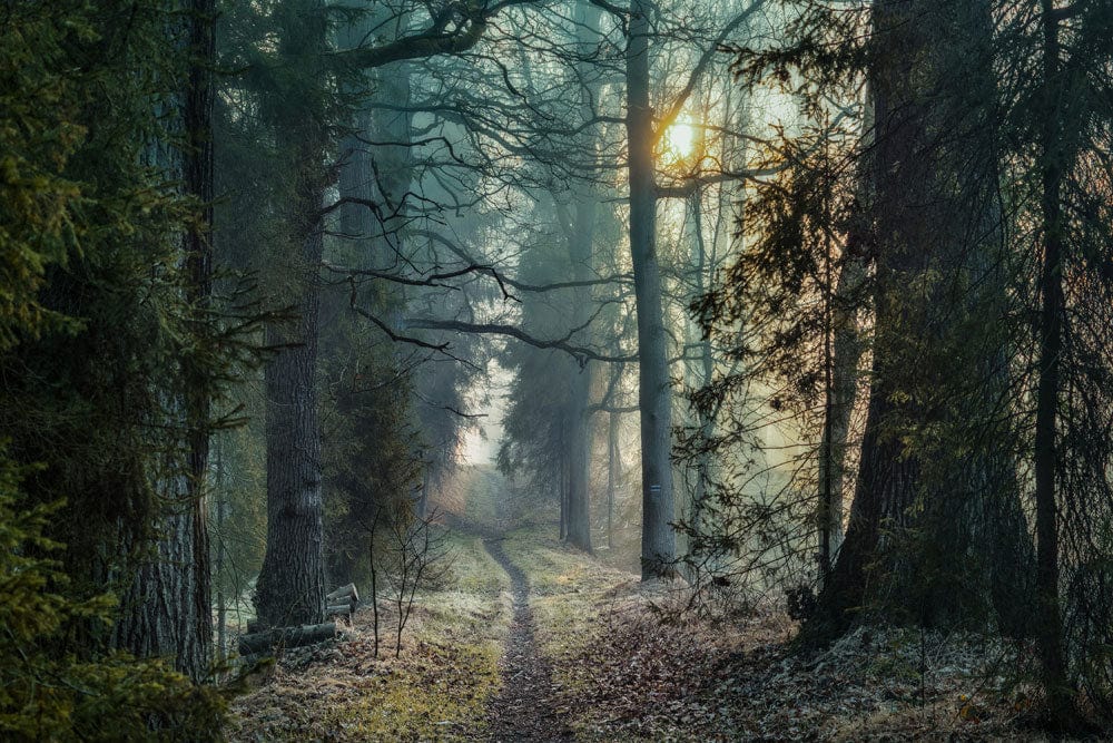Forest Path Wallpaper Forest Path, Path, Forest, Branches, Trees, HD