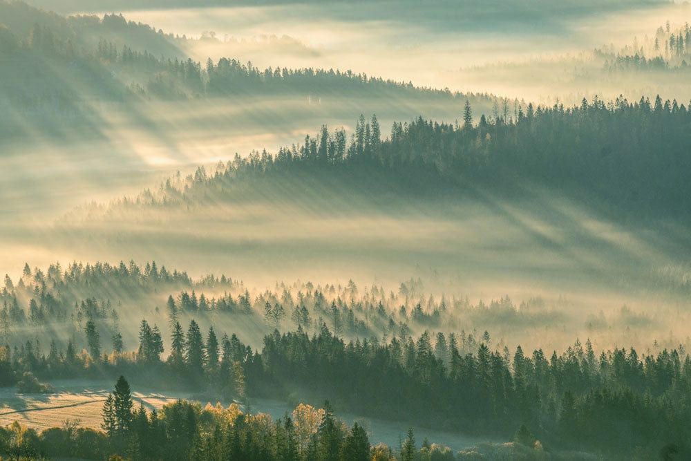 Serene Misty Forest Landscape Mural Wallpaper in Tranquil Green Hues