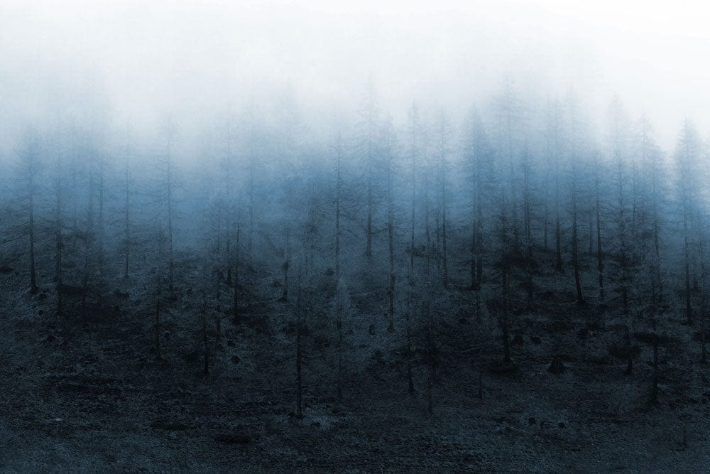 Misty Forest Scene Mural Wallpaper in Moody Blue Tones