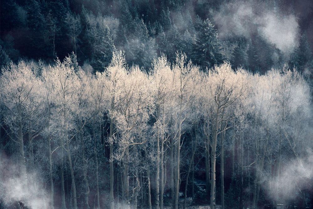 Enchanted Misty Forest Mural Wallpaper - Ethereal Landscape in Soft Greys and Whites