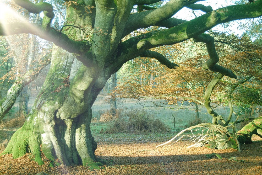 Majestic Ancient Oak Forest Mural Wallpaper in Autumnal Woodland Colours Decor.