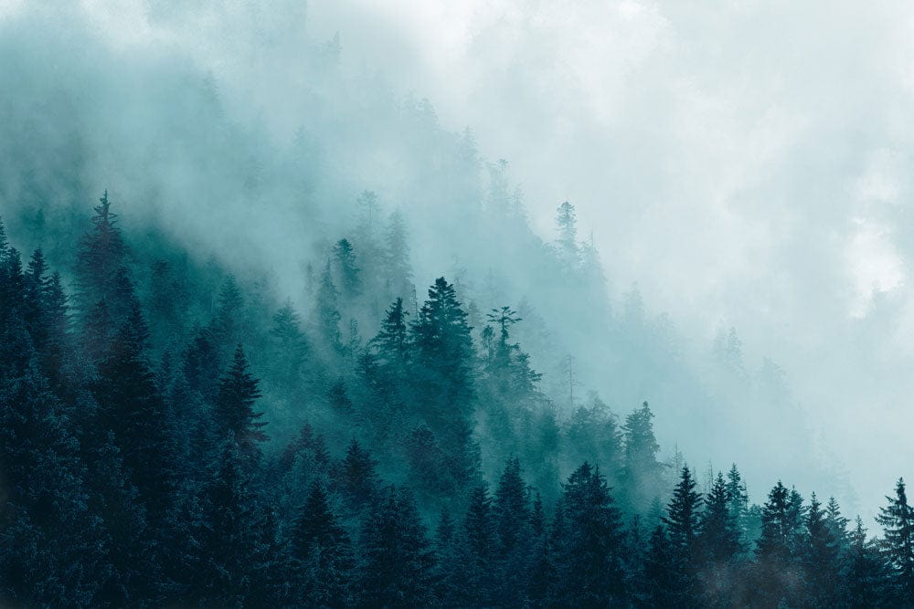 Serene Misty Forest Mural Wallpaper in Teal and Grey Tones