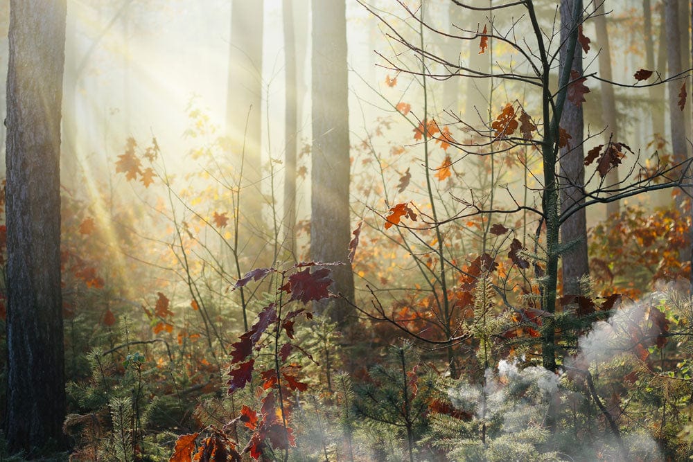 Rustic Autumn Forest Mural Wallpaper with Sunlit Trees and Foliage