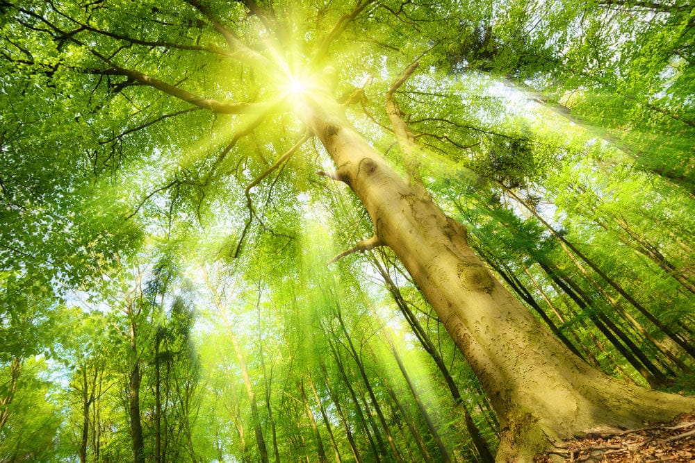 Vibrant Sunlit Forest Green Nature Mural Wallpaper for Relaxing Spaces