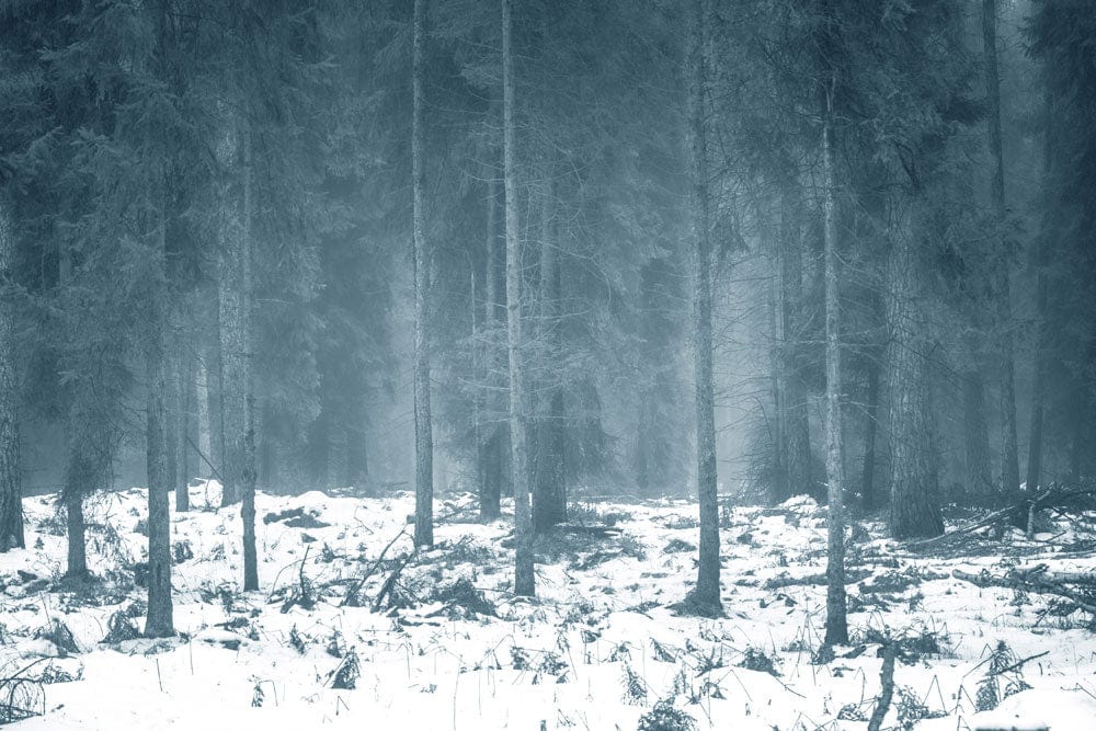 Enchanted Winter Forest Mural Wallpaper: Misty Blue Woodland Landscape Design