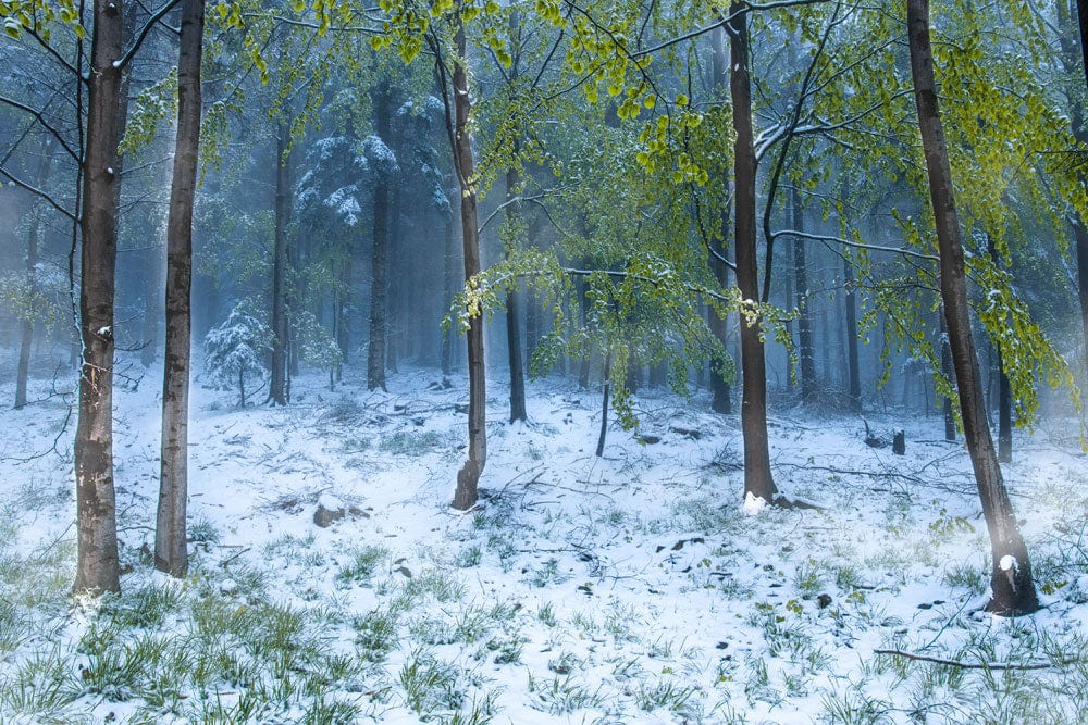 Enchanted Winter Forest Mural Wallpaper with Misty Green Landscape Decor