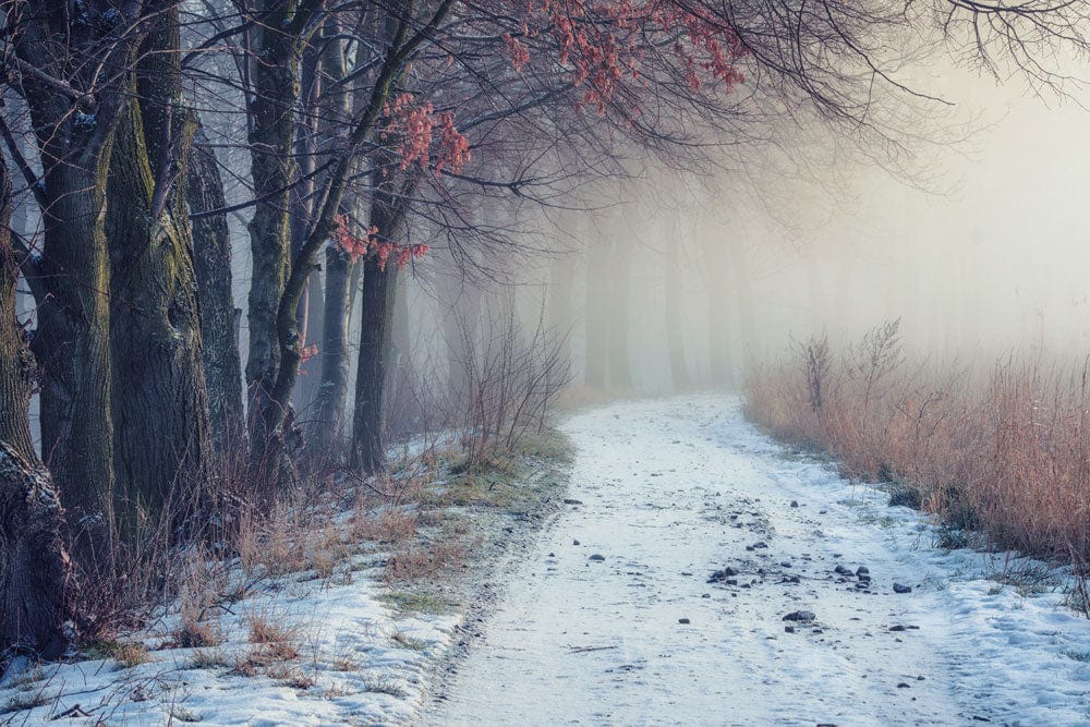 Winter Forest Path Mural Wallpaper - Serene Misty Landscape Design in Grey