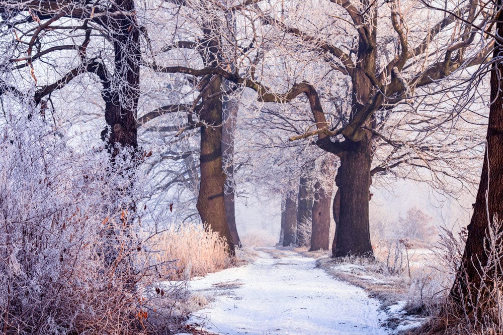 Winter Woodland Frosted Path Scenic Mural Wallpaper in Serene Pastel Tones