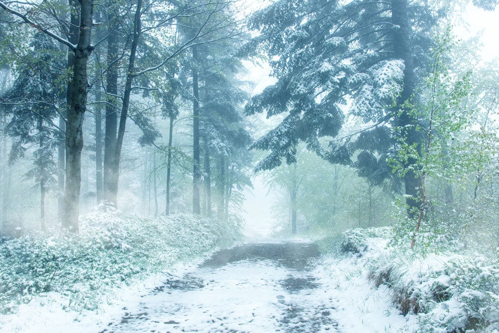 Serene Winter Woodland Path Wallpaper Mural in Misty Frosted Landscape Colours