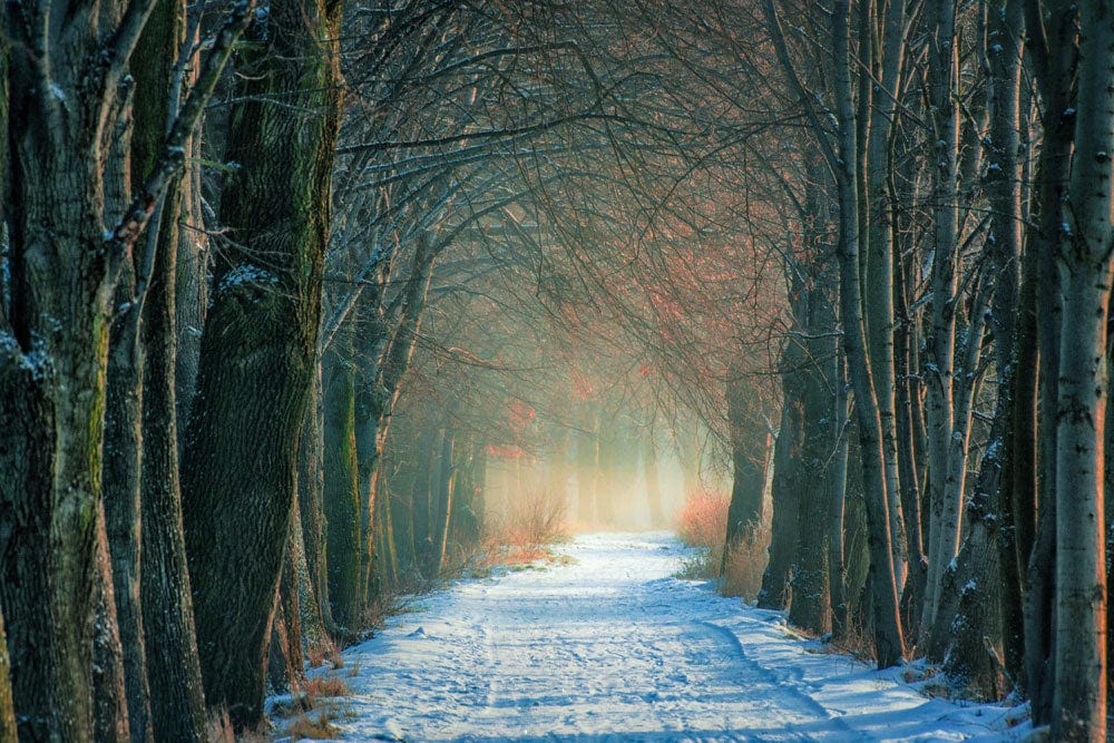 Enchanted Winter Forest Pathway Mural Wallpaper - Tranquil Nature Scene