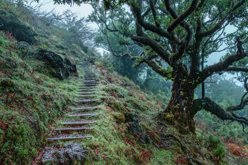 Enchanted Forest Trail Mural Wallpaper: Misty Green Woodland Escape Decor