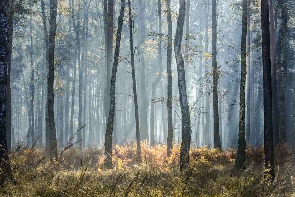 Serene Misty Forest Mural Wallpaper - Tranquil Blue and Green Design
