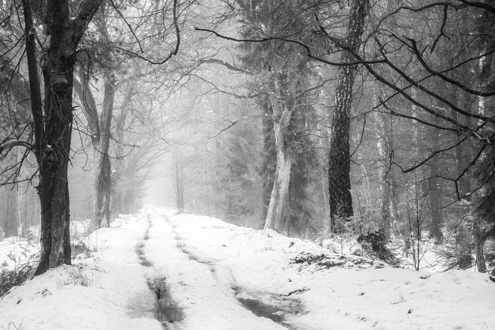 Enchanting Winter Forest Path Black White Mural Wallpaper Scenic Design