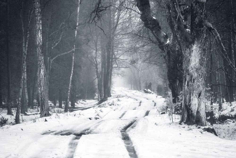 Enchanting Winter Forest Path Mural Wallpaper in Monochrome Elegance