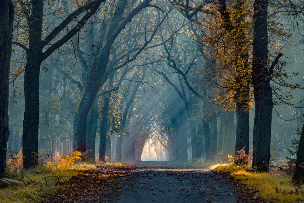 Mystical Woodland Path Mural Wallpaper in Autumnal Colours for Tranquil Spaces