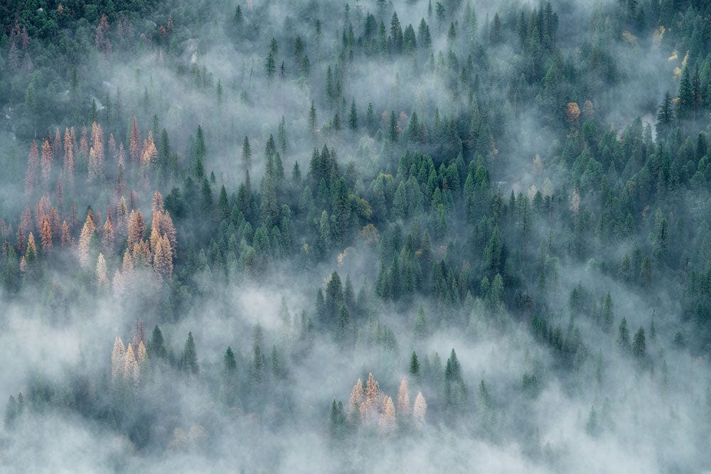 Foggy Forest Mural Wallpaper: Tranquil Green Woodland Adventure for Home Decor
