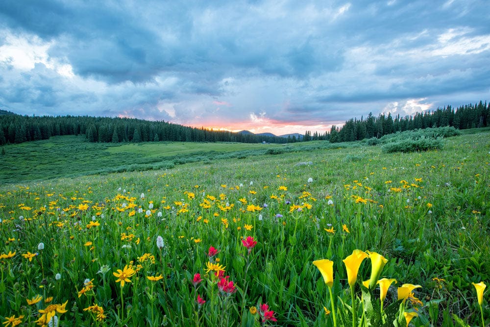Tranquil Meadow Sunshine Landscape Mural - Serene Nature Green Grass Wallpaper