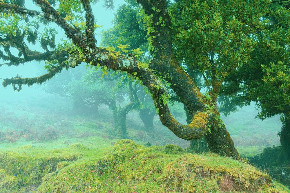 Enchanted Misty Forest Green Nature Mural Wallpaper for Tranquil Spaces