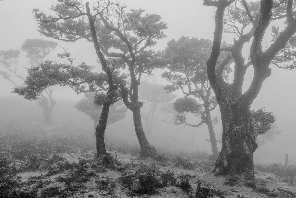 Monochrome Misty Forest Landscape Mural Wallpaper - Tranquil Grey Tones