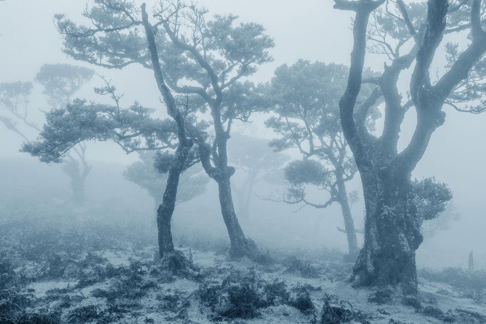 Serene Misty Forest Fog Mural Wallpaper in Ethereal Grey Tones