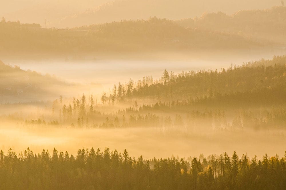 Golden Misty Forest Landscape Mural Wallpaper - Serene Nature Inspired Decor