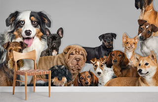 Dogs Gathering Wallpaper Mural