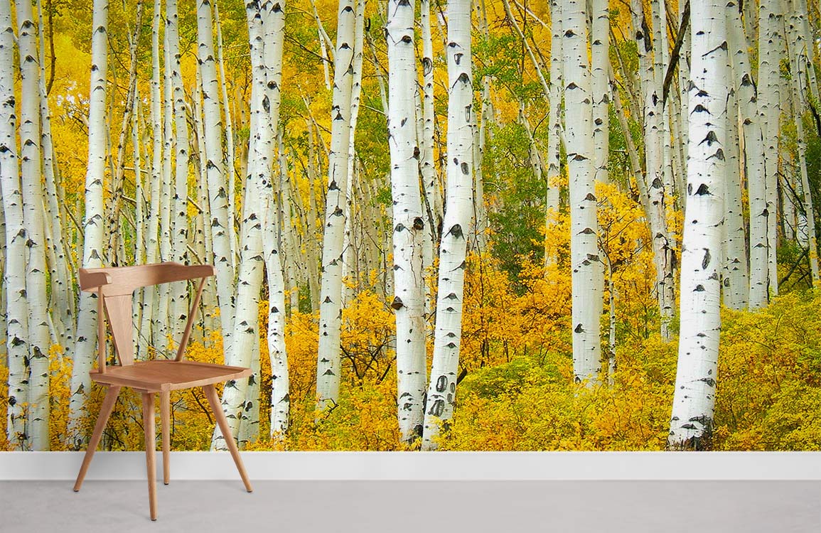 Golden Autumn Birch Forest Mural Wallpaper, wooden chair, white skirting, grey floor, vibrant home decor.