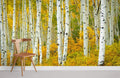 Golden Birches Wallpaper Mural