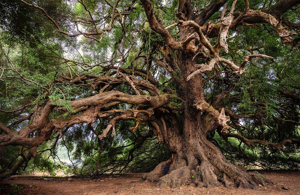 Majestic Ancient Tree Nature Mural Wallpaper in Rich Earthy Tones