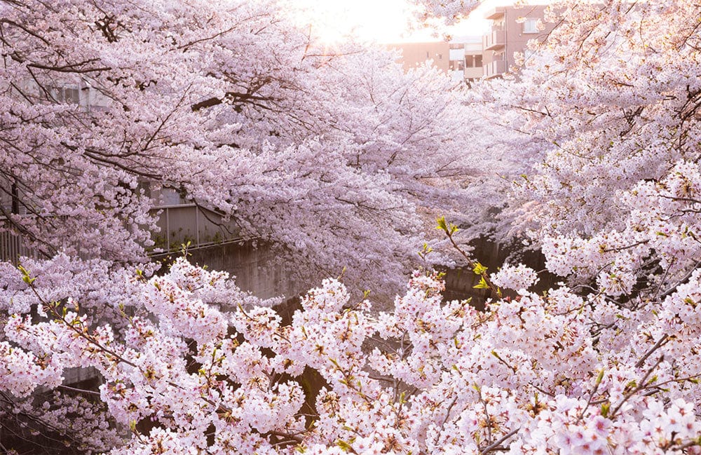 Elegant Pink Blossom Mural Wallpaper - Tranquil Cherry Blossom Garden Design