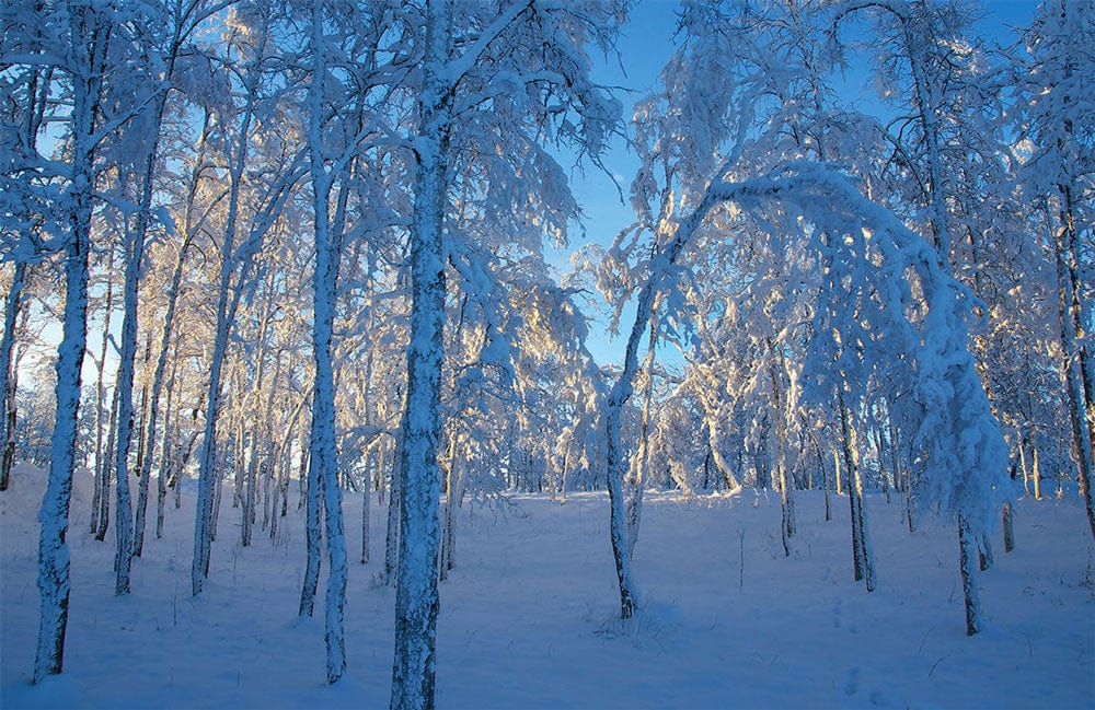 Enchanting Winter Wonderland Snowy Forest Mural Wallpaper in Tranquil Blue Hues