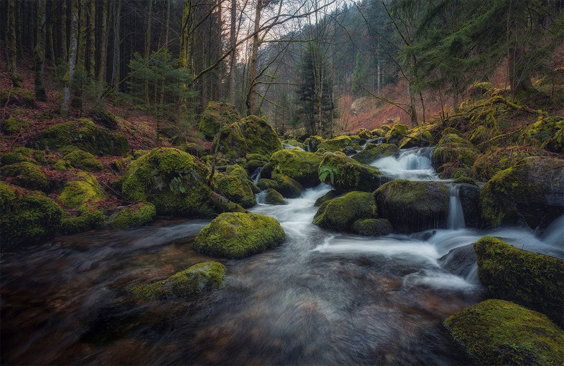 Mystical Forest Stream Mural Wallpaper - Green Tranquil Nature Scenery Decor