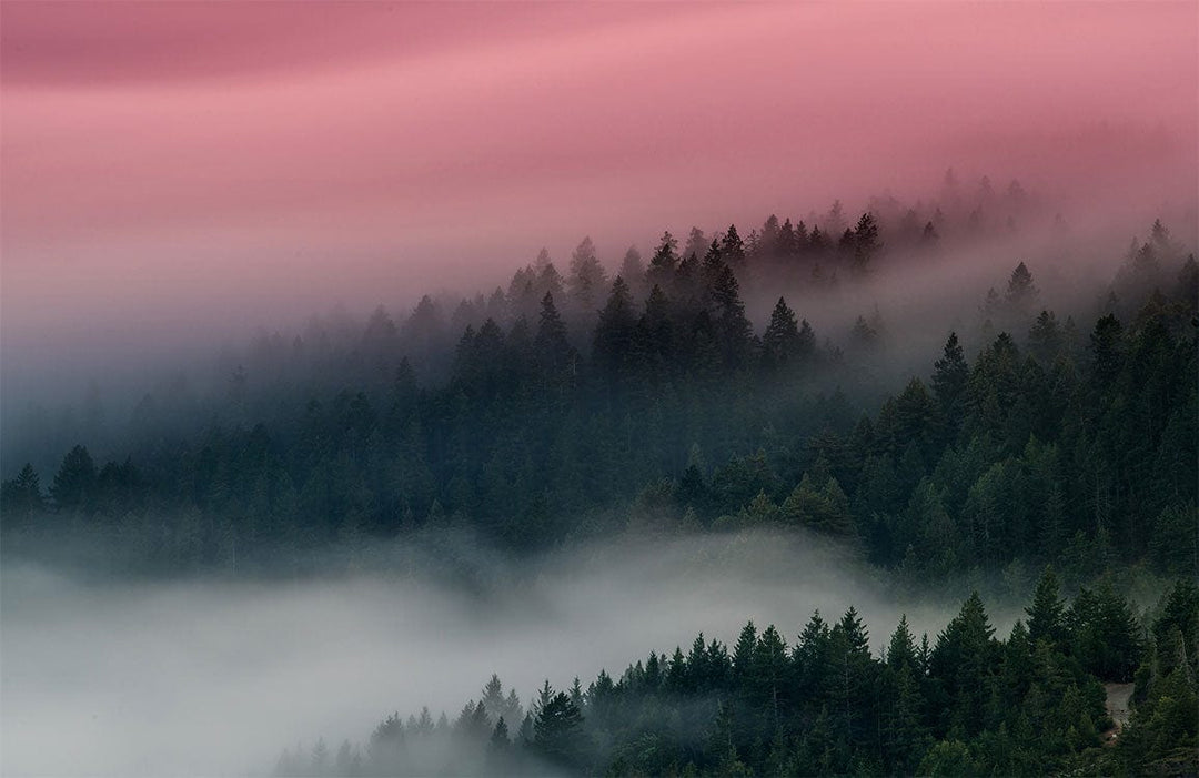 Serene Pink Mist Forest Print Mural Wallpaper for Tranquil Spaces