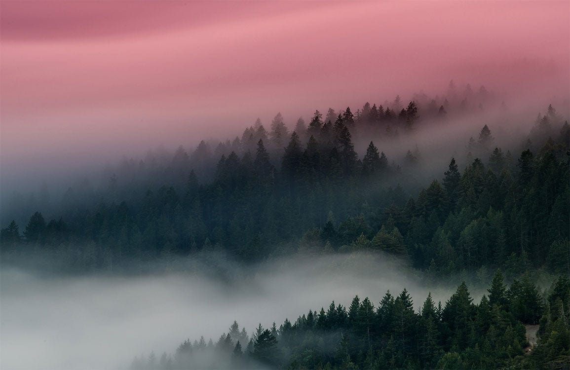 Serene Pink Mist Forest Print Mural Wallpaper for Tranquil Spaces