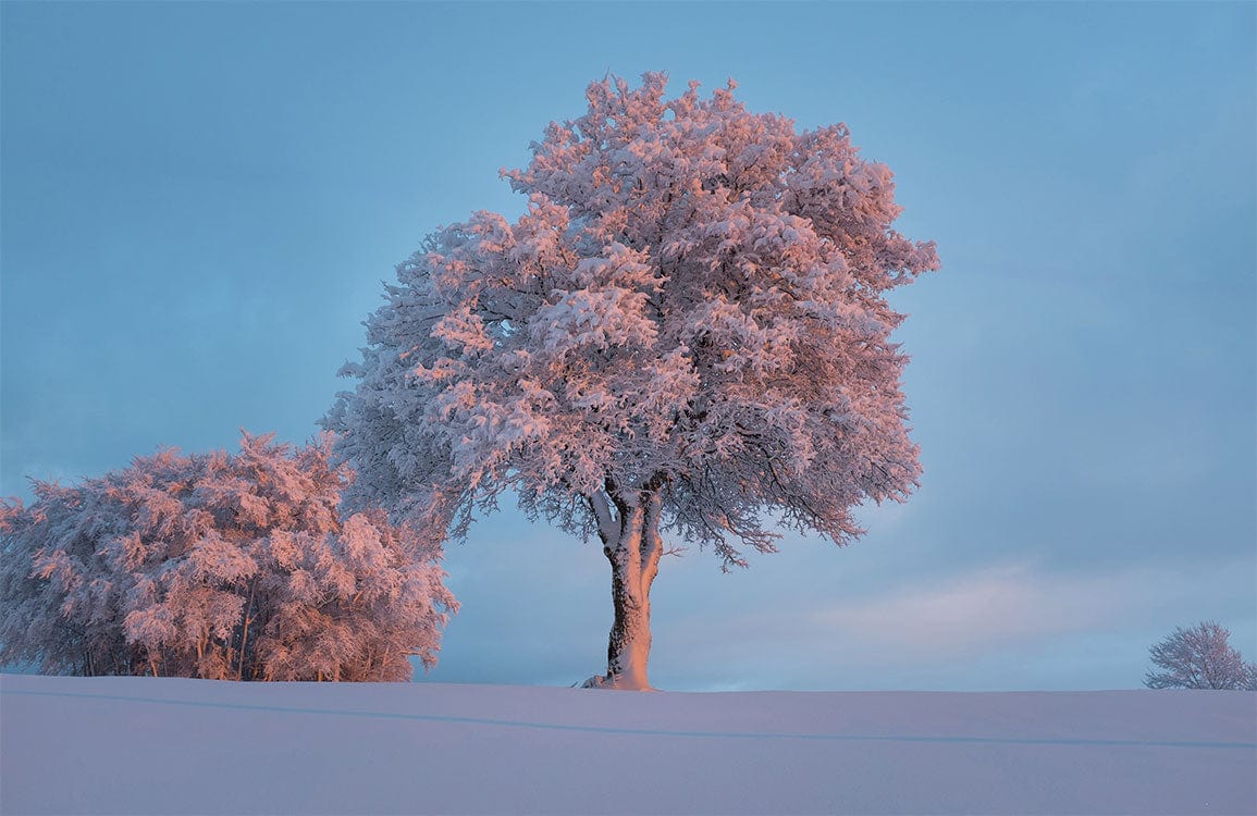Elegant Frosty Winter Tree Landscape Wall Mural in Soft Blue Hue