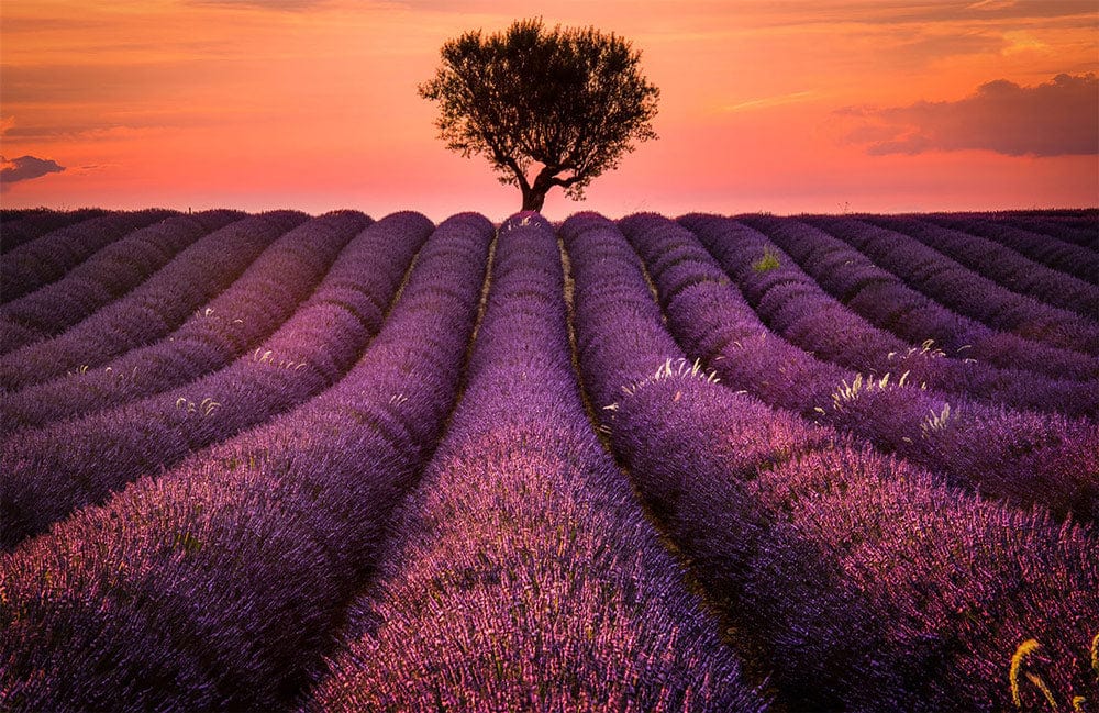 Lavender Fields Sunset Bliss Scenic Landscape Mural Wallpaper Decor UK