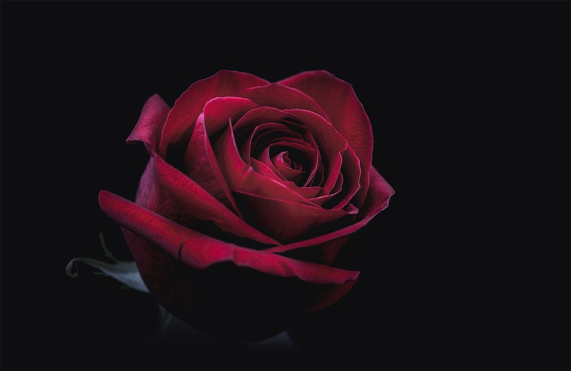 Elegant Red Rose on Black Background Luxury Floral Wallpaper Mural