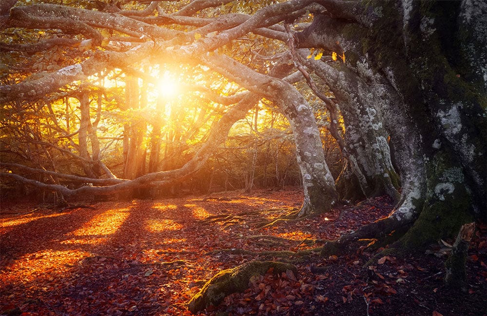Enchanted Forest Autumn Glow Mural Wallpaper with Warm Sunlit Tones