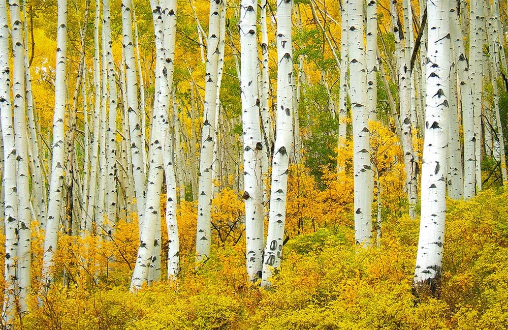 Golden Autumn Birch Forest Mural Wallpaper - Nature Inspired Home Decor.