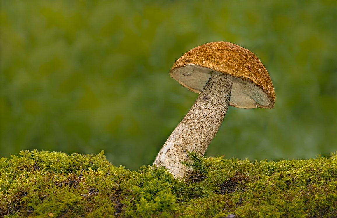 Enchanted Woodland Mushroom Mural Wallpaper: Earthy Tones Forest Design