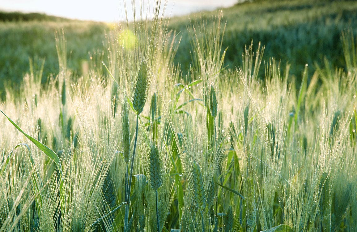 Sunlit Meadow Green Grass Nature Scene Wallpaper Mural for Serenity