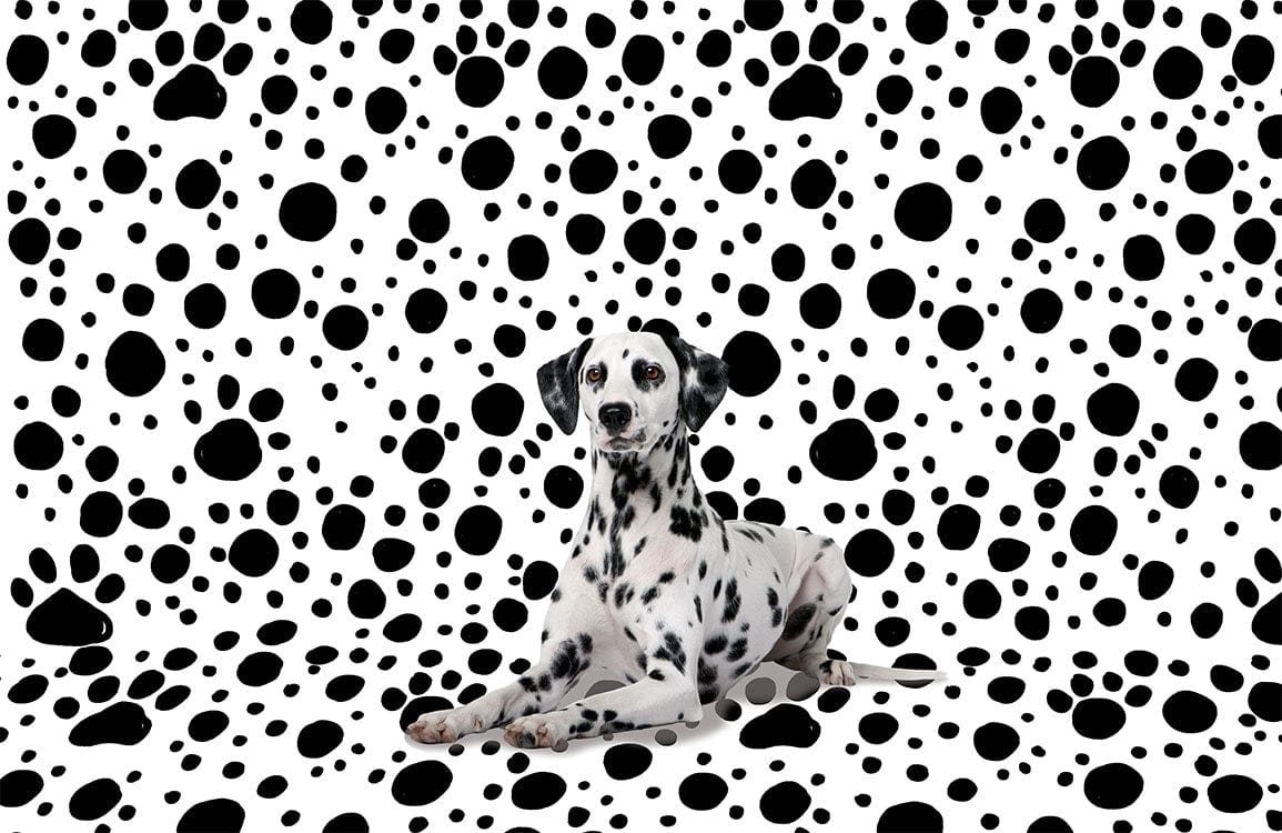 Monochrome Dalmatian Dot Patterned Wallpaper - Black and White Classic Style