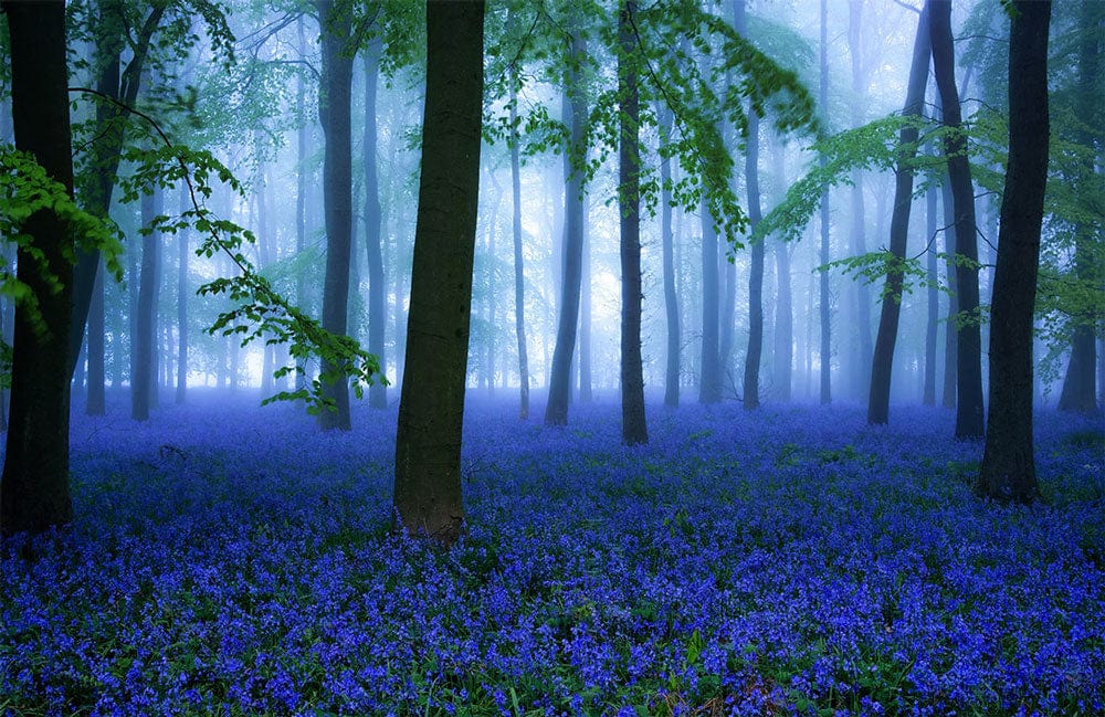 Enchanting Bluebell Woodland Mural Wallpaper with Misty Forest Scene, Greenery