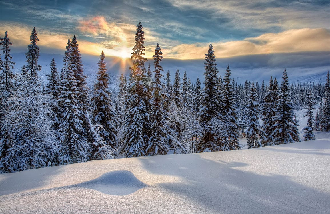 Winter Forest Landscape Mural Wallpaper: Snowy Pine Trees, Sunlit Sky Scene